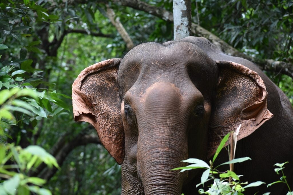 An elephant stands among dense green foliage, facing the camera with ears spread and partially obscured by leaves.
